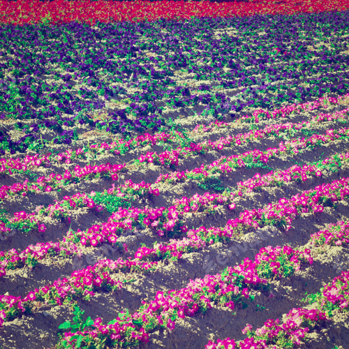 Preview: Flower Beds As Background In France In The Autumn, Instagram Effect