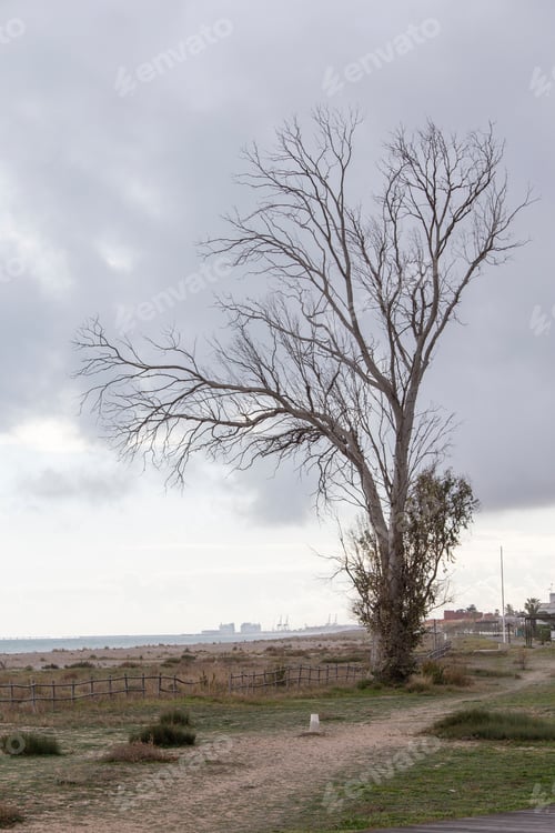 Preview: Tree At Beach In Corinto Mediterranean Sea Castellon Beaches In Spain
