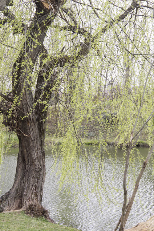 Preview: Botanical Garden In Craiova Alexandru Buia On March 18, 2017 Romania