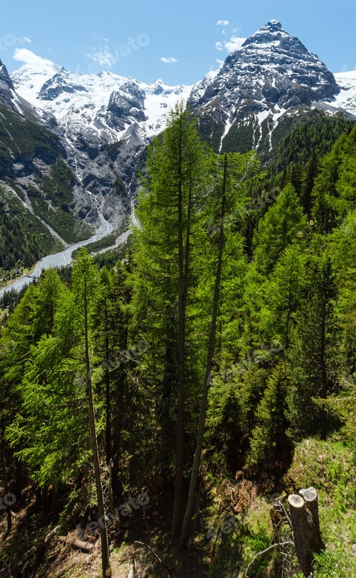 Preview: Summer Stelvio Pass With Fir Forest And Snow On Mountain Top (Italy)
