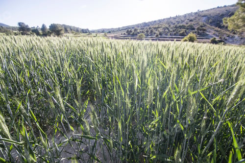 Preview: Spring Fields In La Costera County Valencian Community Spain