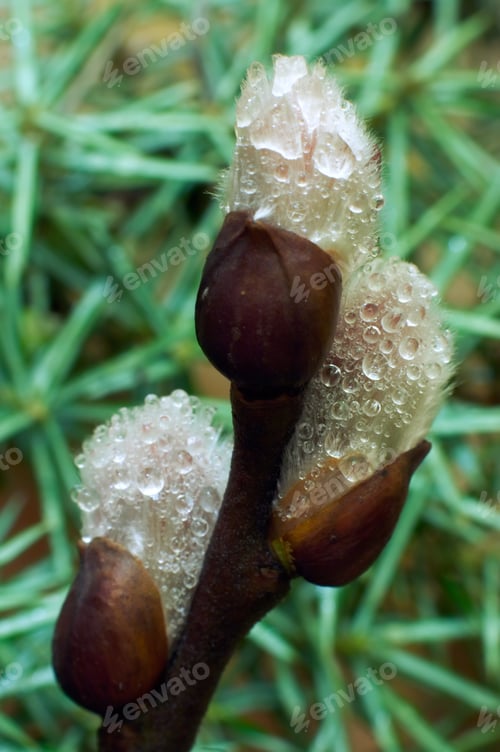 Preview: Spring Willow Wet Twig With Buds On Juniper Bush Background