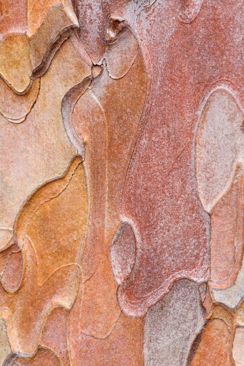 Preview: Coarse Blotched Bark Of Old Crimean Pine Tree (Stankevycha Pine). Detailed Macro.
