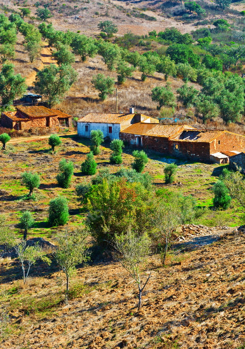 Preview: Olive Grove On The Hillside In Portugal