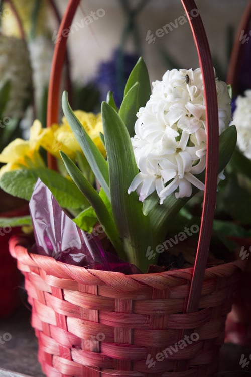 Preview: Hyacinth Flowers At Shop Romania