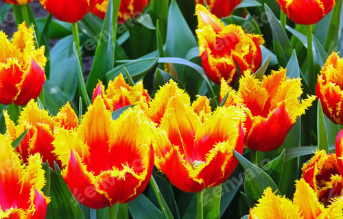 Preview: Beautiful Yellow-Red Tulips Close-Up (Nature Spring Background).