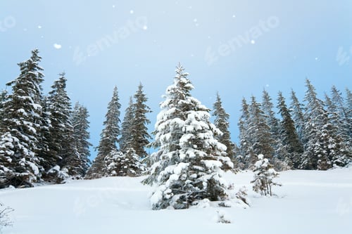 Preview: Winter Calm Mountain Landscape With Snowfall And Beautiful Fir Trees On Slope (Carpathian