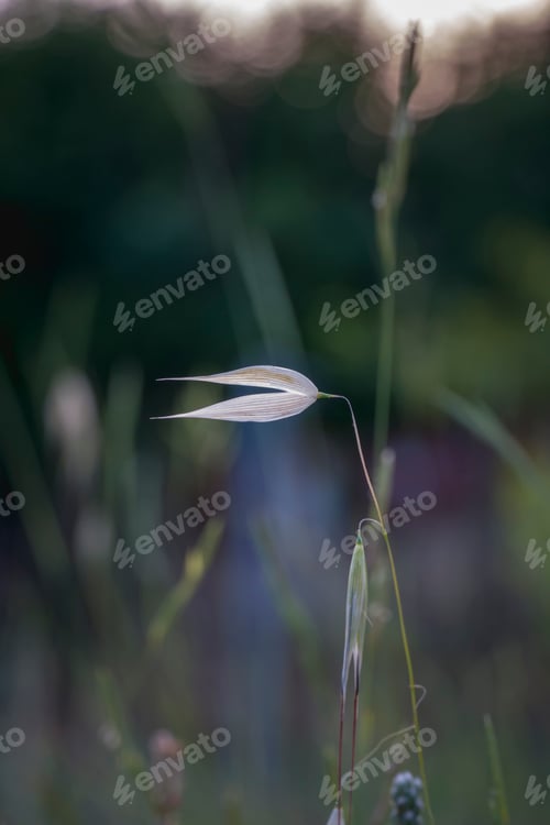 Preview: Golden Ear Of Oats Against The Sunset Sky And Sun. Gold, Summer.