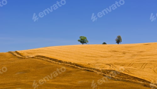 Preview: Wheat Fields On The Hills Of Sicily
