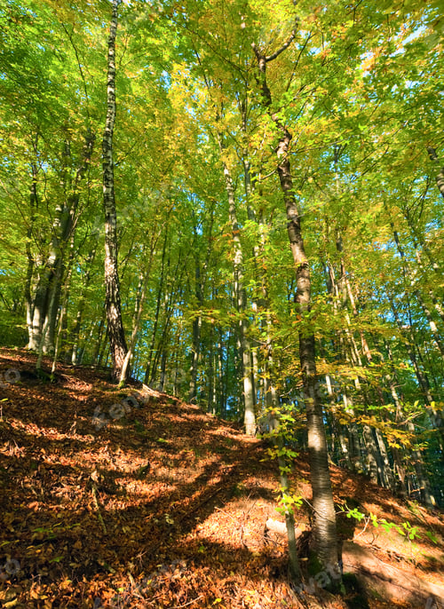 Preview: First Autumn Yellow Foliage In Sunny Mountain Beech Forest