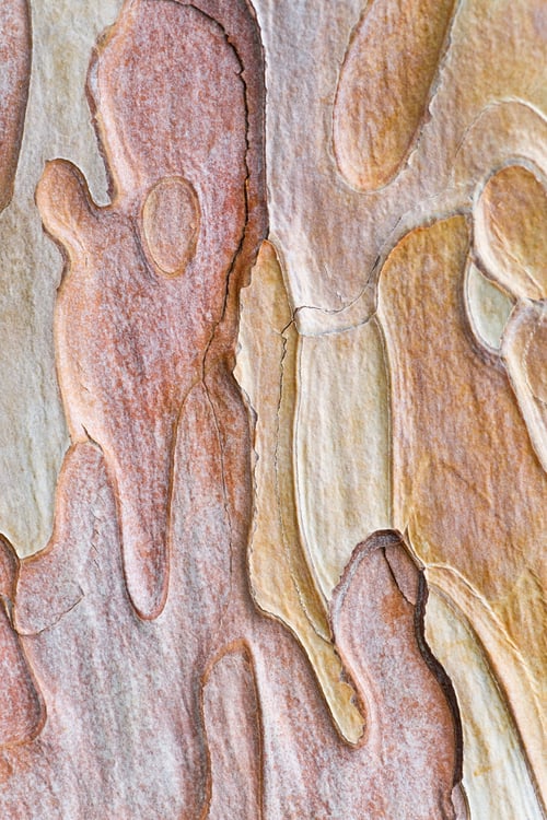 Preview: Coarse Blotched Bark Of Old Crimean Pine Tree (Stankevycha Pine). Detailed Macro.