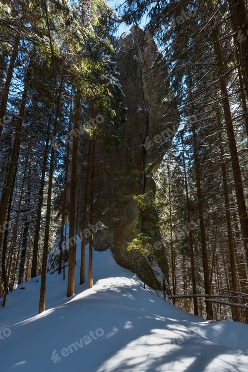 Preview: Sunny Winter Day Snow Covered Stony Boulder Rock View In Dark Wild Fir Forest. Picturesque