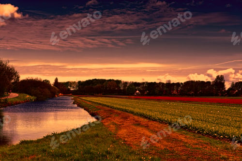 Preview: Fields Of Blooming Tulip Flowers In Nethrlands At Sunset. Assorted Flowers In A Dutch Spring Garden