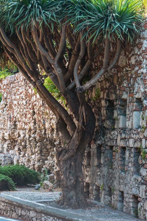 Preview: Taormina City Scene, Sicily, Italy. Ramose Palm Tree Near Old Stony Wall.