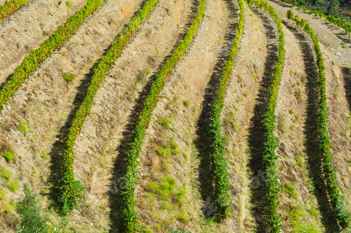 Preview: Extensive Vineyards On The Terrace In Portugal