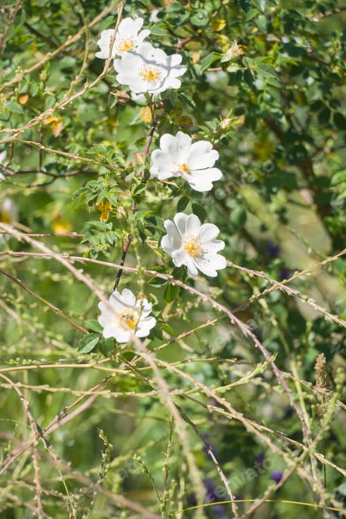 Preview: White Wild Rose Flowers Spring Landscape In Gudar Mountains Teruel Aragon Spain