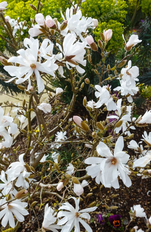 Preview: Magnolia Tree With White Flowers In Spring.