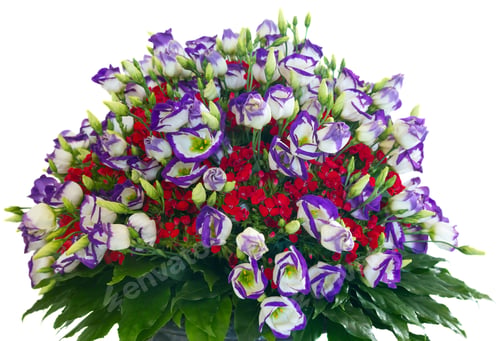 Preview: Big Multicolor (White - Pink - Red) Wonderful Summer Flowers Bouquet Isolated On White