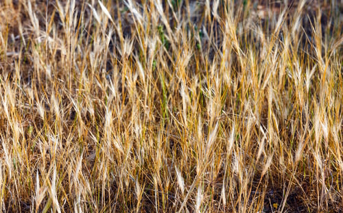 Preview: Background Of Yellow Dry Grass Plants Of Cereals