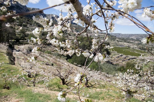 Preview: Cherry Blossom In Gallinera Valley Located In The Northeast Of The Province Of Alicante, In The