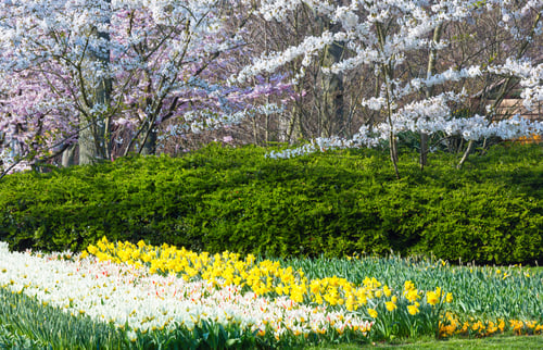 Preview: Blossoming White Trees, White Tulips And Yellow Narcissus In Spring Park.
