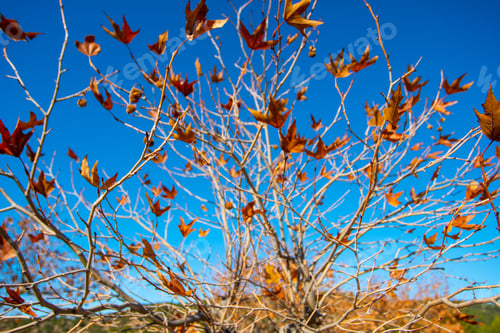 Preview: Colors Of Autumn And Winter: Trees In The Forest With Orange Brown Leaves And Blue Sky Teruel Spain