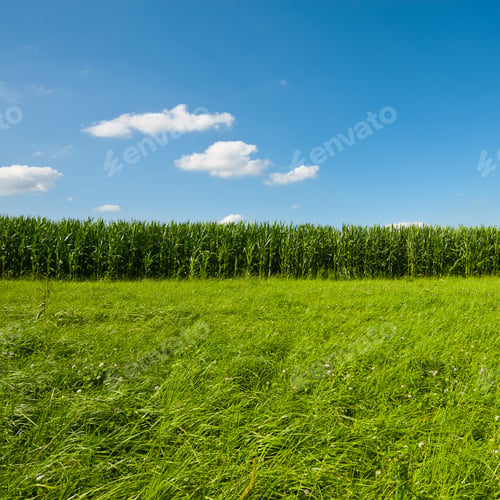 Preview: Plantation Of Fodder Corn In Southern Bavaria, Germany