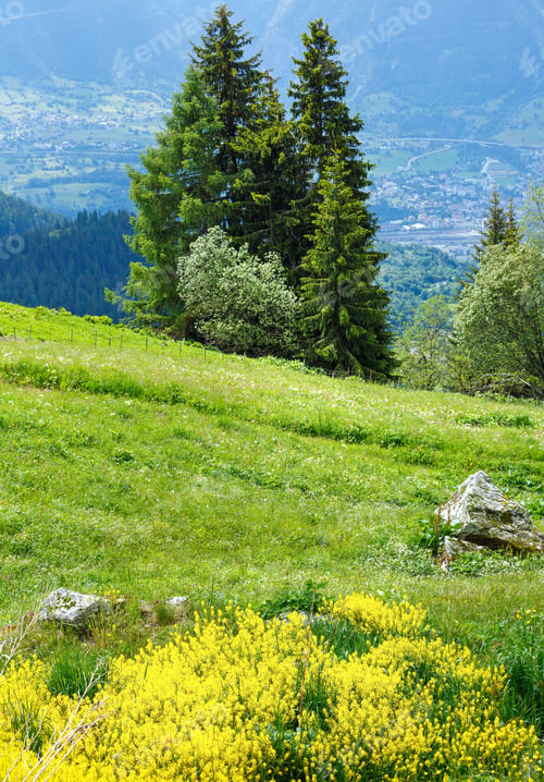 Preview: Yellow Wild Flowers On Summer Mountain Slope (Alps, Switzerland)