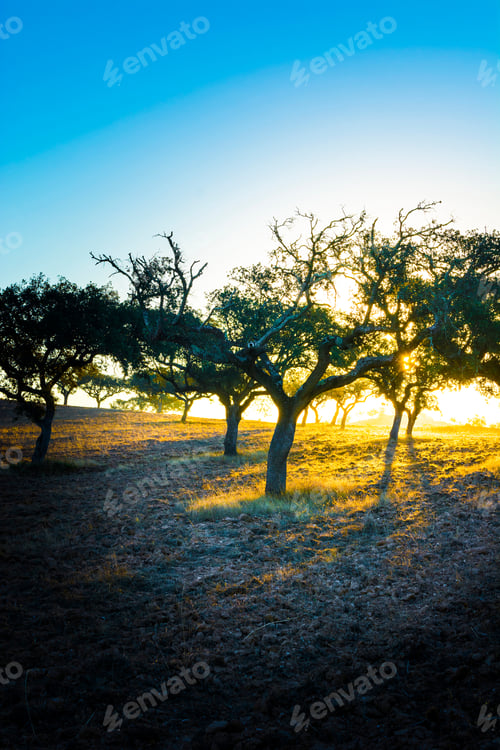 Preview: View Of The Typical Dry Landscape With Cork Trees In Portugal At Sunset.