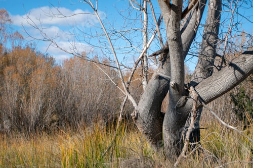 Preview: Colors Of Autumn And Winter: Trees In The Forest With Orange Brown Leaves And Blue Sky Teruel Spain