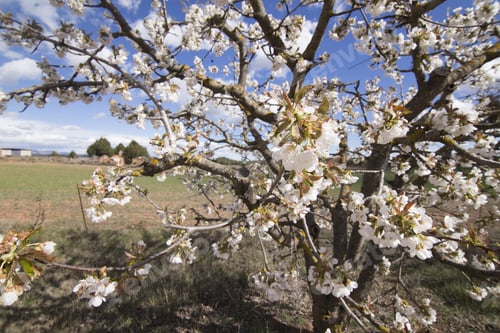 Preview: Cherry Blossom In Gudar Mountains Mosqueruela Teruel Aragon Spain