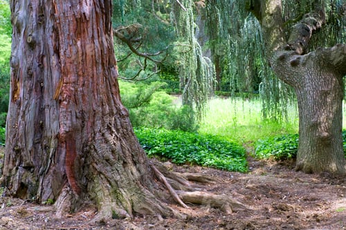Preview: Basal Trunk Part Of Old Majestic Sequoia Tree(Sequoiadendron Giganteum).