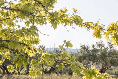 Preview: Spring Trees Moixent Country Spain