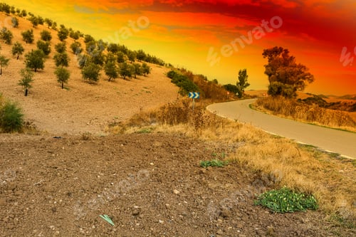 Preview: Olive Grove In Spain At Sunrise. Breathtaking Landscape And Nature Of The Iberian Peninsula
