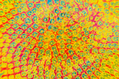 Preview: Abstract And Funky Background Done In Macro Mode