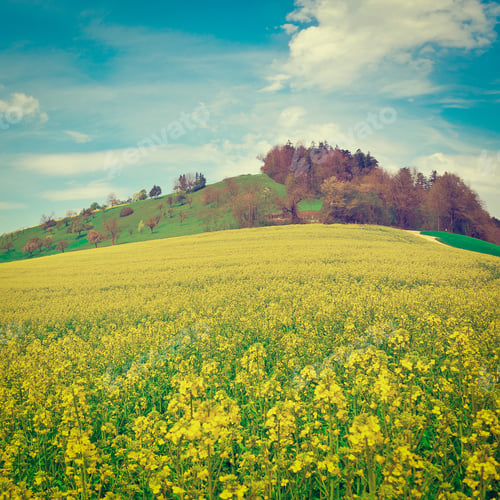 Preview: Pasture Of Lucerne Around Farm House In Switzerland, Instagram Effect