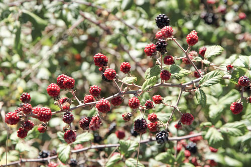 Preview: Mulberries Autumn Landscape Teruel Aragon Spain