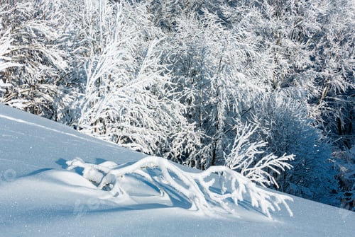 Preview: Morning Winter Calm Mountain Landscape With Beautiful Frosting Trees And Snowdrifts On Slope
