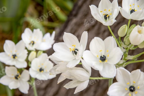 Preview: White Flowers In Garden Bush