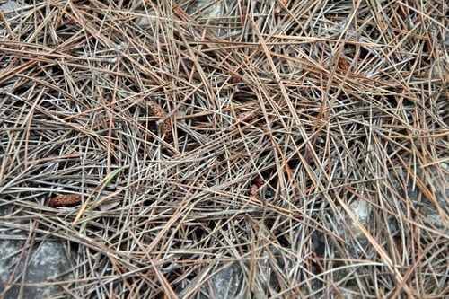 Preview: Pine Needles Spain