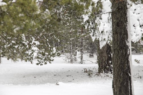 Preview: Winter Landscape In Valdelinares Teruel Spain. Pine Trees In Snow.