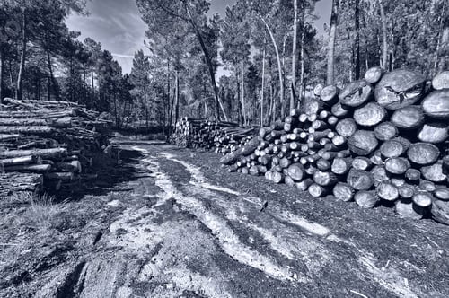 Preview: Logging In The Forest, Portugal, Retro Image Filtered Style