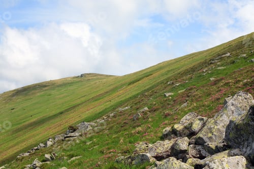 Preview: Pink Rhododendron Flowers On Summer Mountainside (Ukraine, Carpathian Mountains)