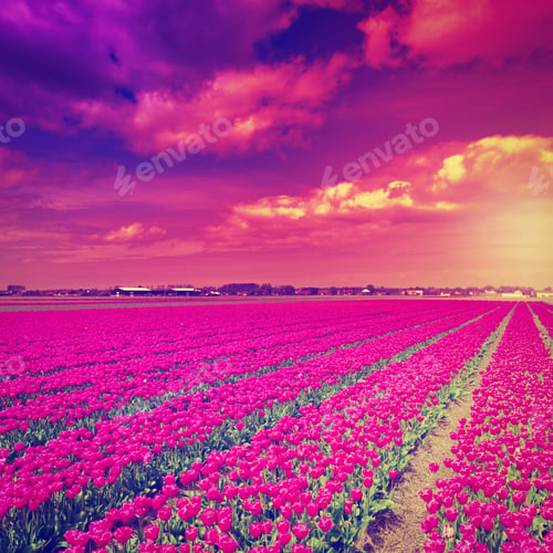 Preview: Setting Sun Over Fields Of Tulips In Netherlands, Instagram Effect