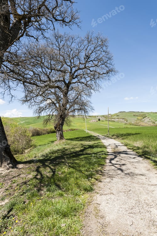 Preview: Italian Landscape With Dirt Road Between Meadow Early In The Spring. Agriculture In Italy, Fields