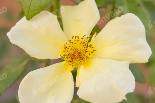 Preview: Yellow Rose Flower In Garden Alicante Spain