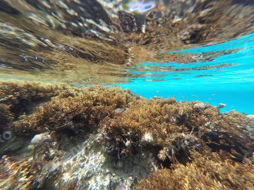 Preview: Underwater Mediterranean Sea Ibiza Balearic Islands Spain Comte Beach