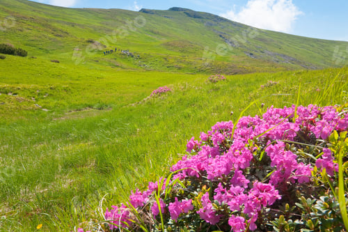 Preview: Pink Rhododendron Flowers On Summer Mountainside (Ukraine, Carpathian Mountains)