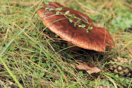 Preview: Wild Mushroom,Mijares River Source ,Gudar Mountains, Teruel, Aragon, Spain