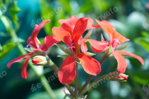 Preview: Close-Up On Small Red Geranium Flowers With A Bit Of Copy Space.